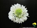 Scabiosa japonica Nana White